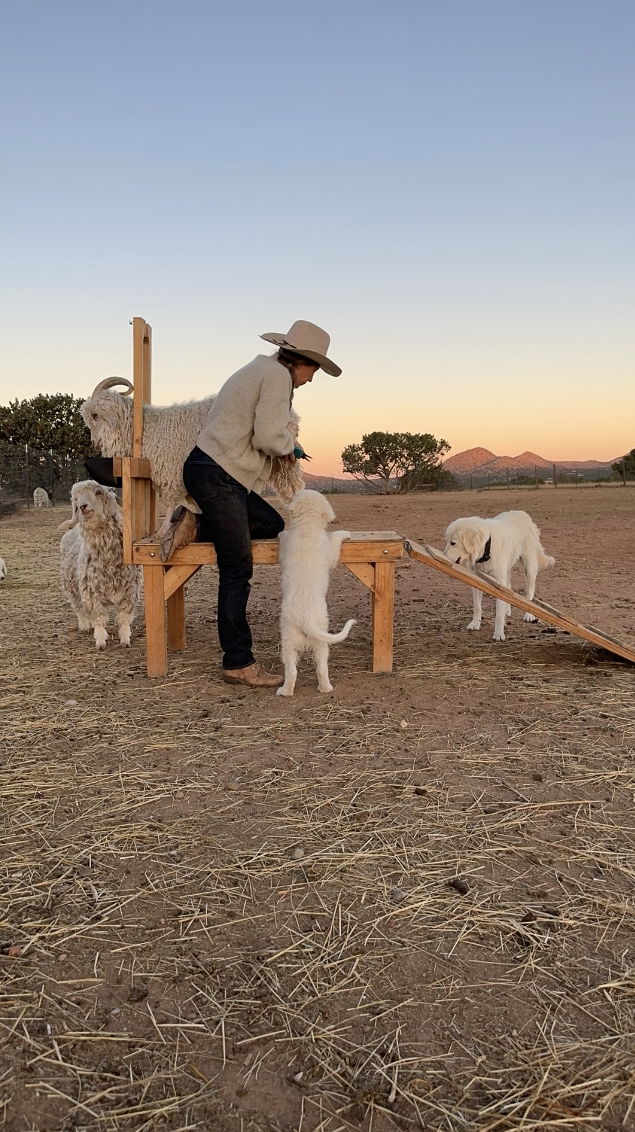 Stella modeling L'Envers while trimming goat hooves.